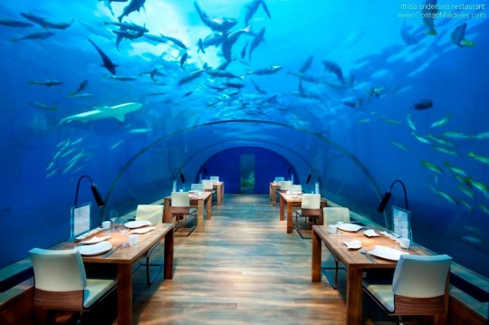 ithaa-undersea-restaurant2