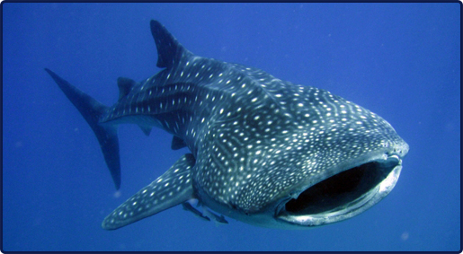 whale shark